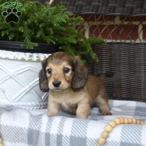 Gelato, Dachshund Puppy